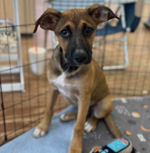 Jasmine, Baby Female Labrador Retriever
