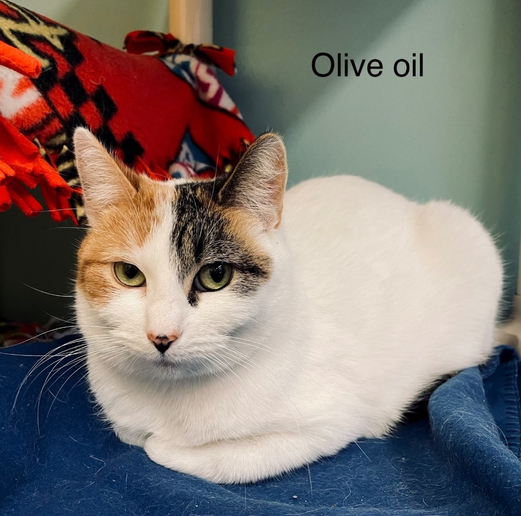 OLIVE OIL, an adoptable Domestic Short Hair in Muskegon, MI, 49442 | Photo Image 1