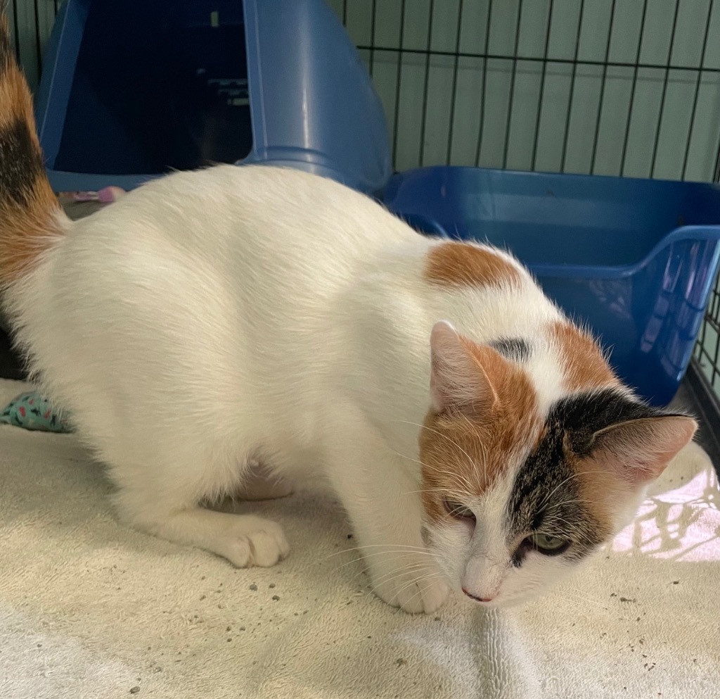 OLIVE OIL, an adoptable Domestic Short Hair in Muskegon, MI, 49442 | Photo Image 2
