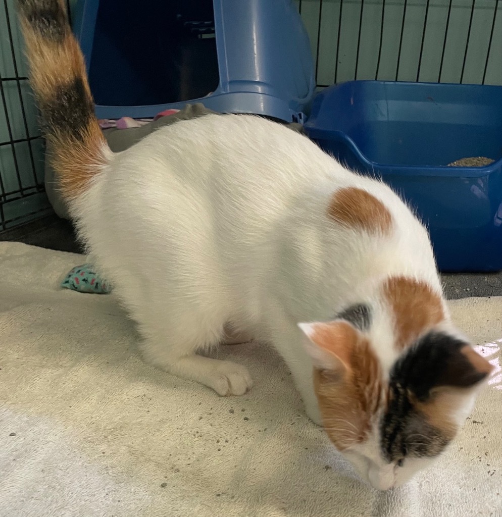 OLIVE OIL, an adoptable Domestic Short Hair in Muskegon, MI, 49442 | Photo Image 3