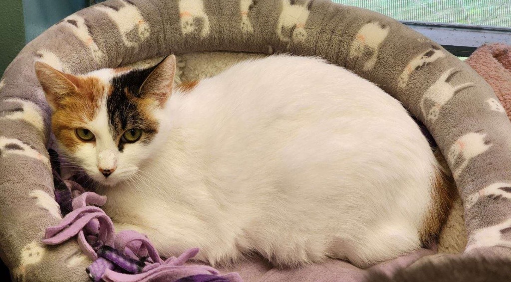 OLIVE OIL, an adoptable Domestic Short Hair in Muskegon, MI, 49442 | Photo Image 4