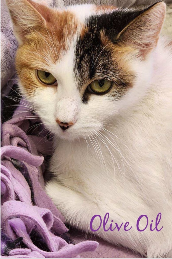 OLIVE OIL, an adoptable Domestic Short Hair in Muskegon, MI, 49442 | Photo Image 5