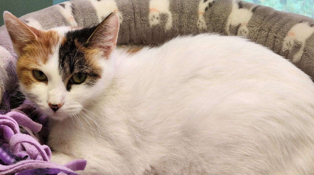OLIVE OIL, an adoptable Domestic Short Hair in Muskegon, MI, 49442 | Photo Image 6