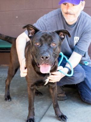 Lamar is a big boy-99lbs Volunteers report that he is a very calm boy and even though hes big he