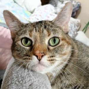 Clove, Adult Female Domestic Short Hair