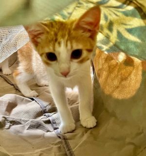 Dora is a super-playful curious and loving kitten and a very unusual orange female Most orange c