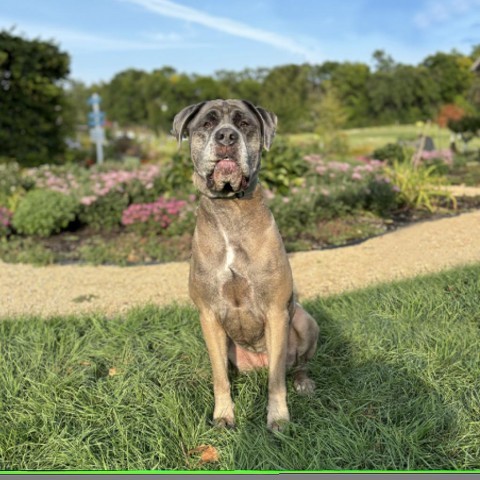 Leela--In Foster***ADOPTION PENDING***, an adoptable Mastiff in Fargo, ND, 58102 | Photo Image 1