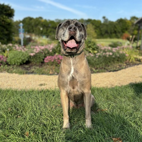 Leela--In Foster***ADOPTION PENDING***, an adoptable Mastiff in Fargo, ND, 58102 | Photo Image 2