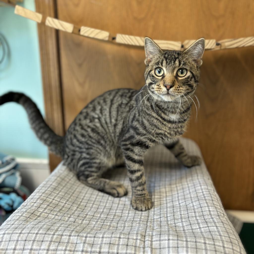 Uncle Bob--In Foster, an adoptable Domestic Short Hair in Fargo, ND, 58102 | Photo Image 1