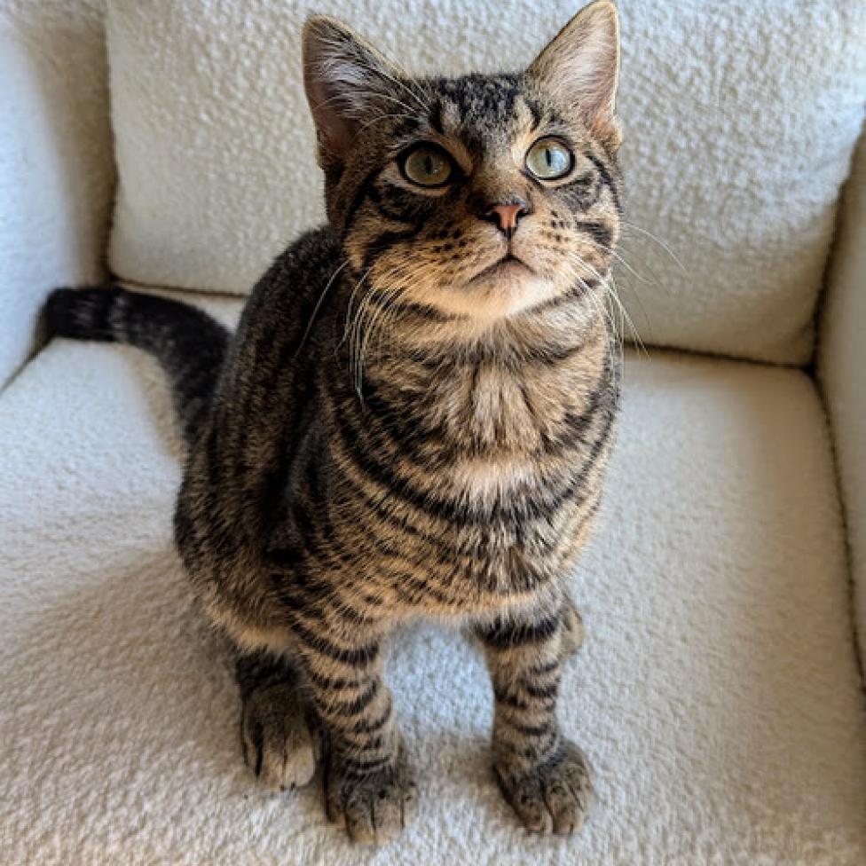 Uncle Bob--In Foster, an adoptable Domestic Short Hair in Fargo, ND, 58102 | Photo Image 2