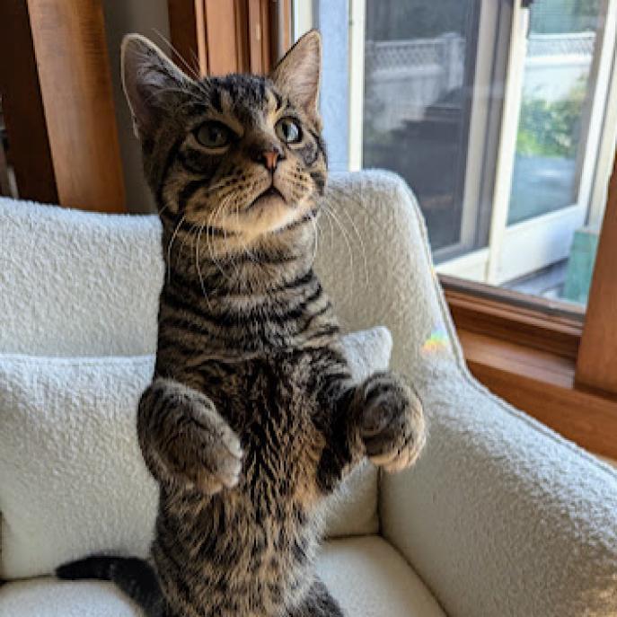 Uncle Bob--In Foster, an adoptable Domestic Short Hair in Fargo, ND, 58102 | Photo Image 3