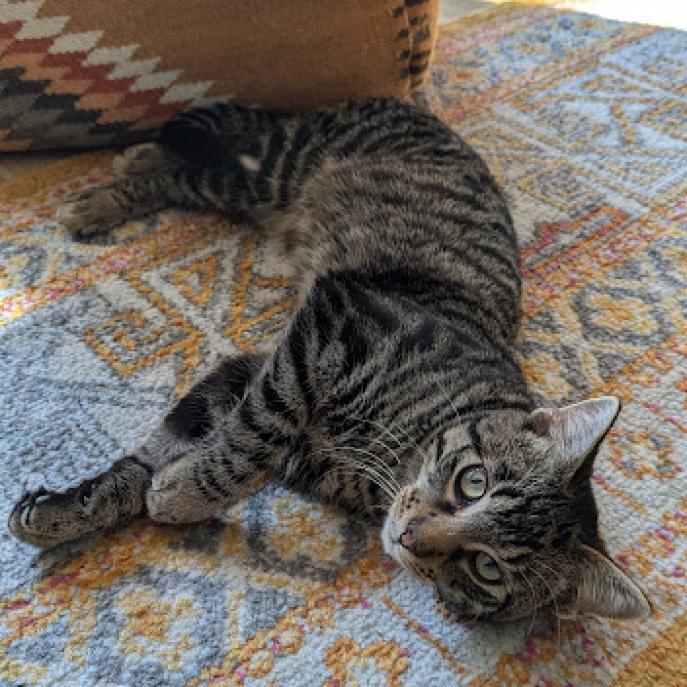 Uncle Bob--In Foster, an adoptable Domestic Short Hair in Fargo, ND, 58102 | Photo Image 4