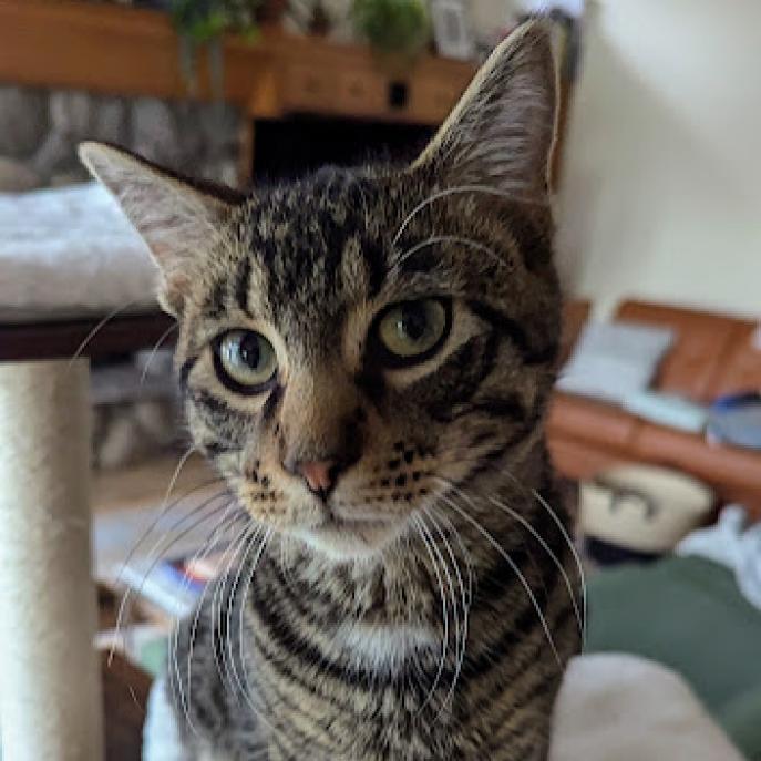 Uncle Bob--In Foster, an adoptable Domestic Short Hair in Fargo, ND, 58102 | Photo Image 6