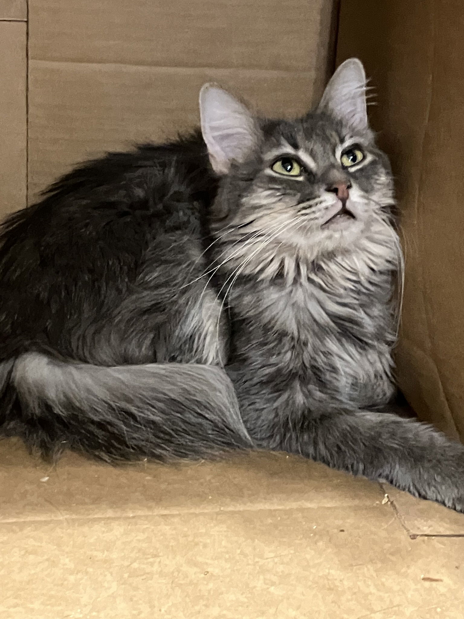 Mimic, an adoptable Domestic Long Hair in Phoenix, AZ, 85023 | Photo Image 1