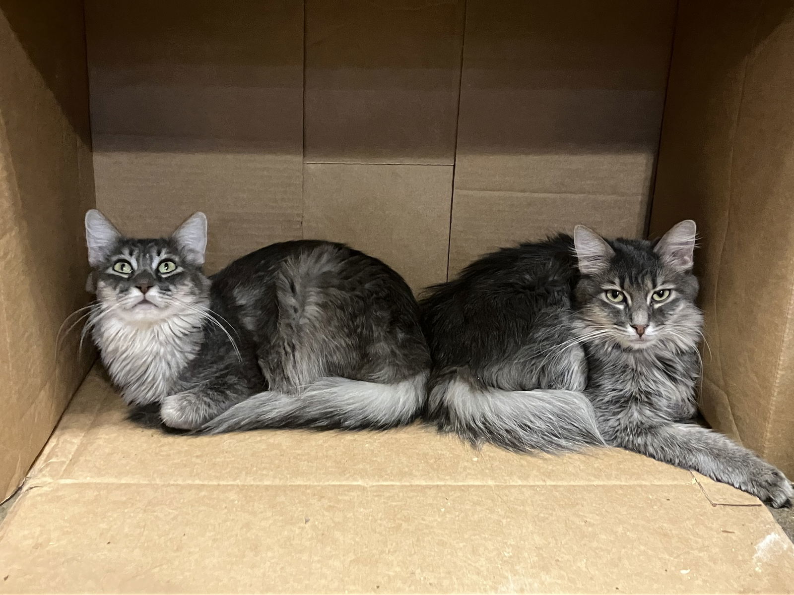 Mimic, an adoptable Domestic Long Hair in Phoenix, AZ, 85023 | Photo Image 3