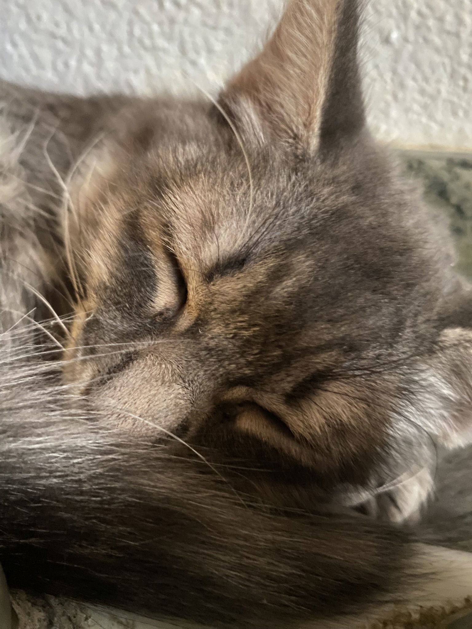 Steamer, an adoptable Domestic Long Hair in Phoenix, AZ, 85023 | Photo Image 2