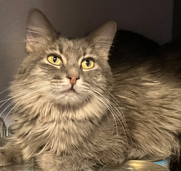 Steamer, an adoptable Domestic Long Hair in Phoenix, AZ, 85023 | Photo Image 3