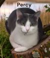 Percy photo 1