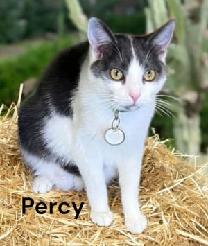 Percy, Young Male Domestic Short Hair