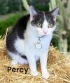 Percy photo 2