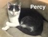 Percy photo 3