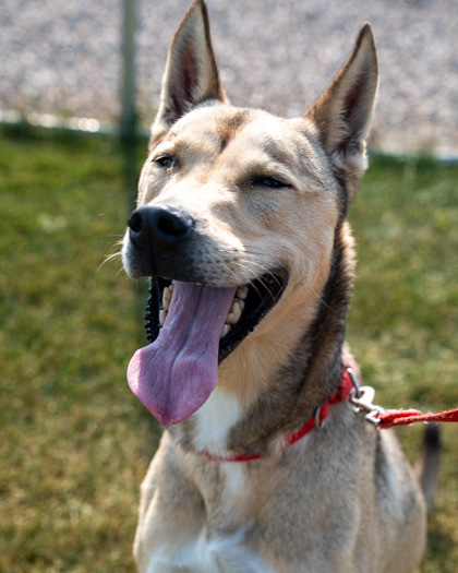 Loki, an adoptable Siberian Husky, Mixed Breed in Pequot Lakes, MN, 56472 | Photo Image 1