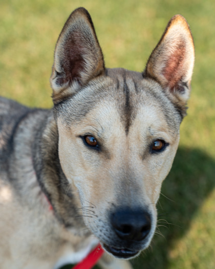 Loki, an adoptable Siberian Husky, Mixed Breed in Pequot Lakes, MN, 56472 | Photo Image 4