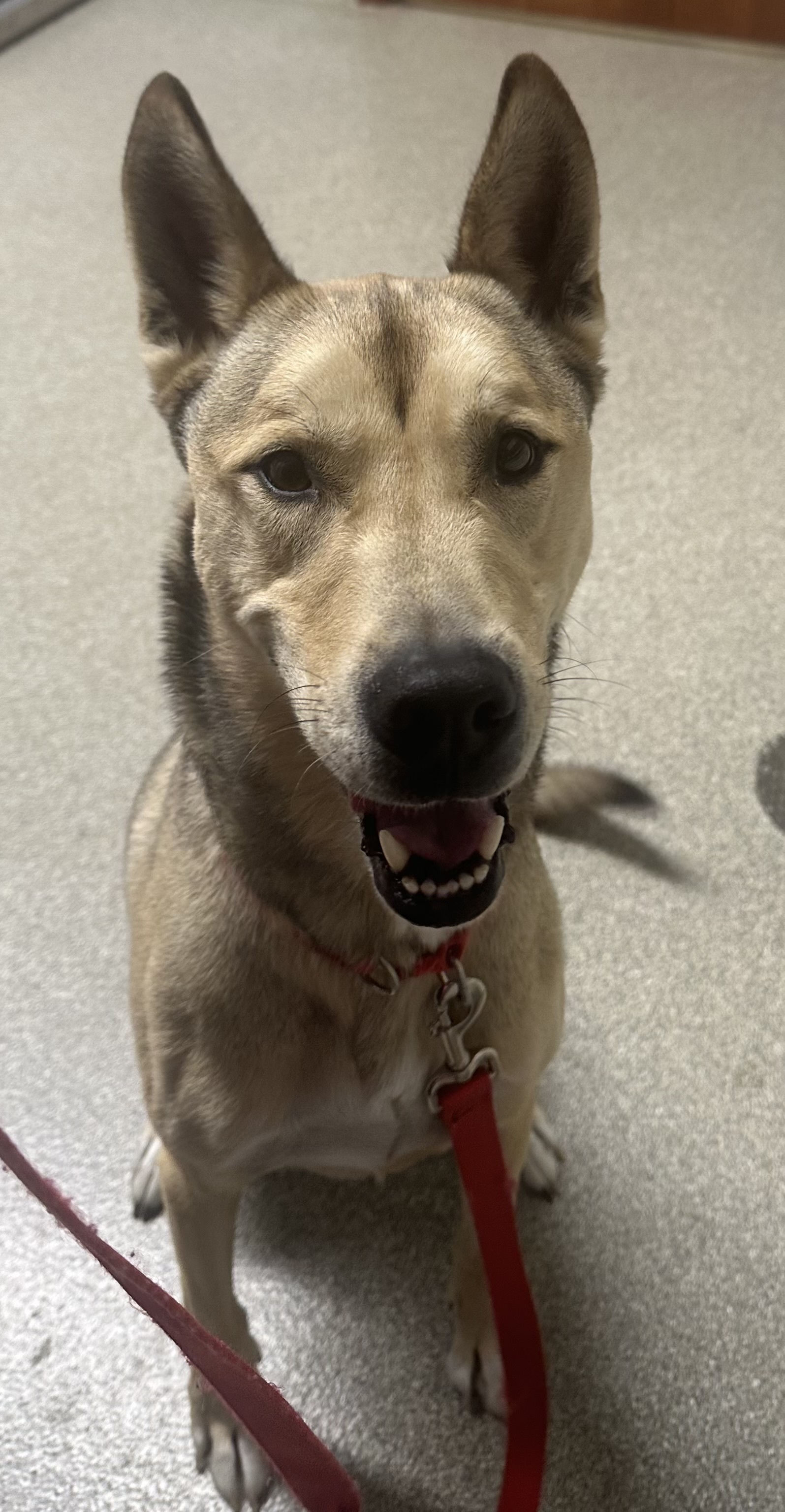 Loki, an adoptable Siberian Husky, Mixed Breed in Pequot Lakes, MN, 56472 | Photo Image 5