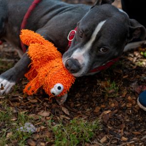 Gordo is a loveable and playful boy He was excited to come out but was easy to leash Hes wiggly