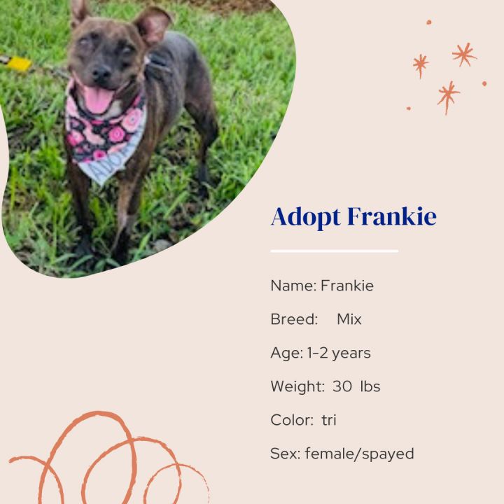 Frankie 3