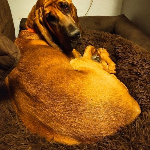 Chief, an adoptable Bloodhound in Grand Junction, CO, 81503 | Photo Image 2