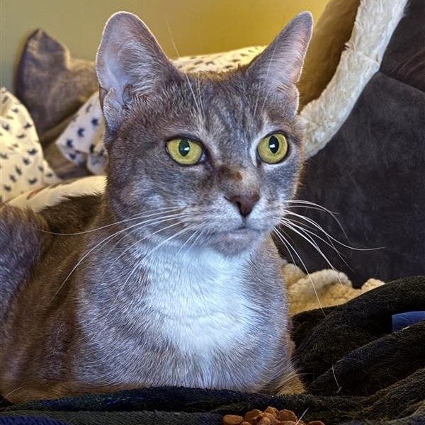 Marina, an adoptable Domestic Short Hair in Freeport, FL, 32439 | Photo Image 1