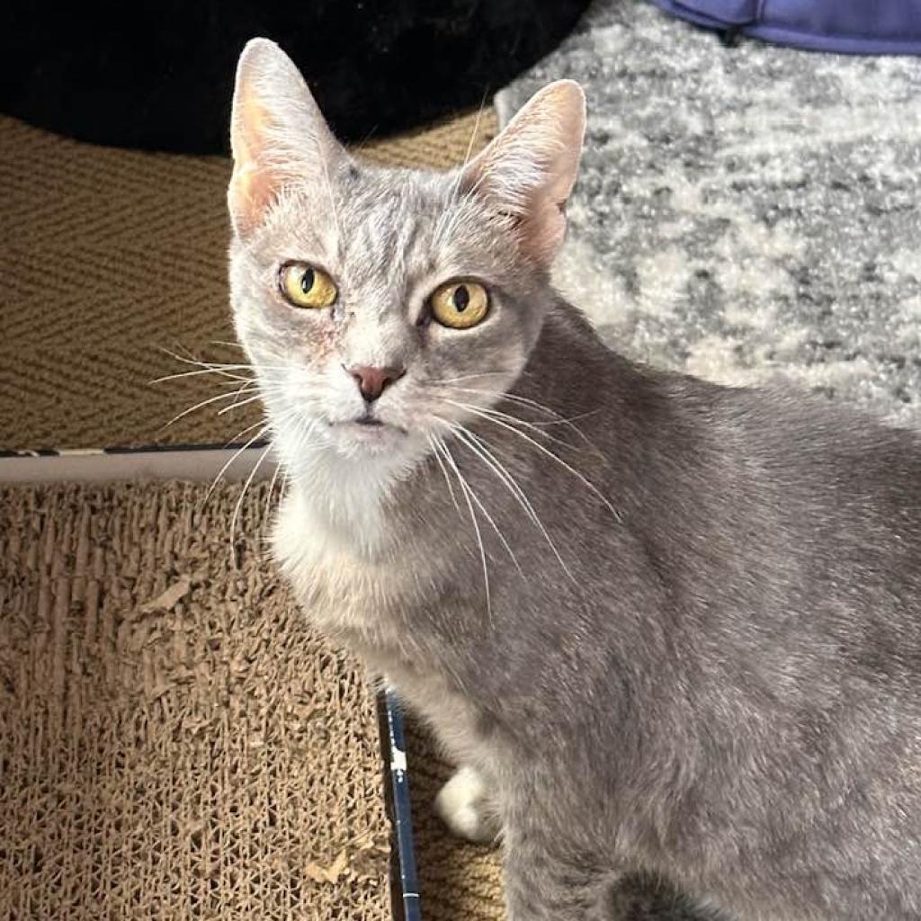 Marina, an adoptable Domestic Short Hair in Freeport, FL, 32439 | Photo Image 1