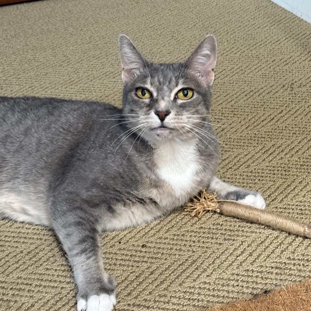 Marina, an adoptable Domestic Short Hair in Freeport, FL, 32439 | Photo Image 2