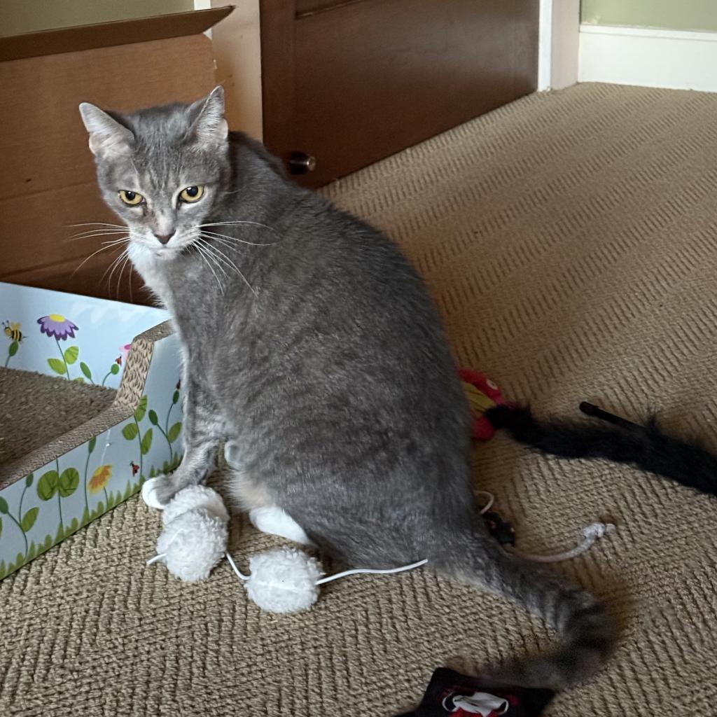 Marina, an adoptable Domestic Short Hair in Freeport, FL, 32439 | Photo Image 3