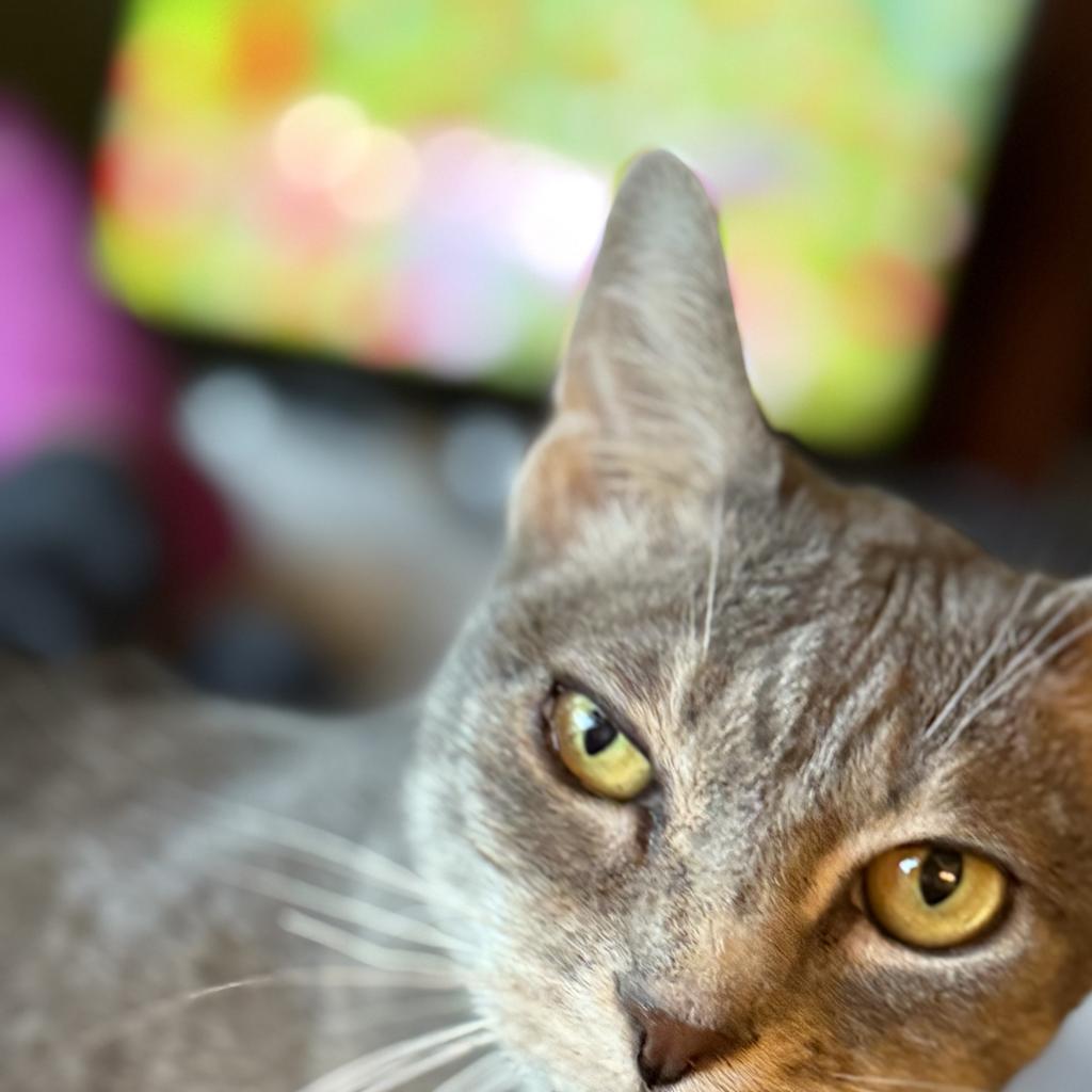 Marina, an adoptable Domestic Short Hair in Freeport, FL, 32439 | Photo Image 4