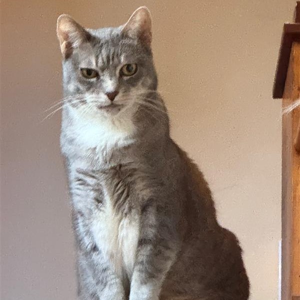 Marina, an adoptable Domestic Short Hair in Freeport, FL, 32439 | Photo Image 6