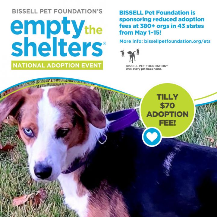 Tilly- $70 Bissell Sponsored Adoption Fee! 1