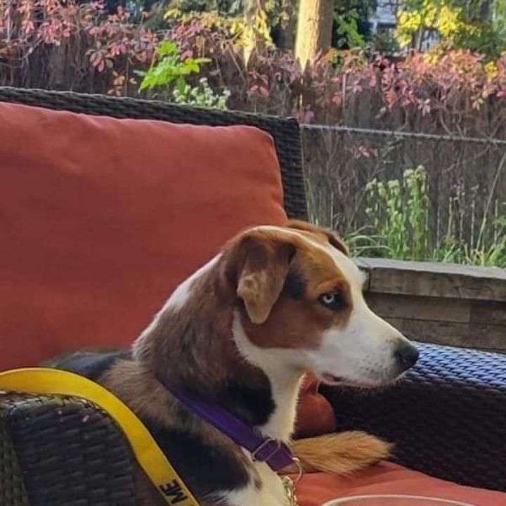 Tilly- $70 Bissell Sponsored Adoption Fee! 2