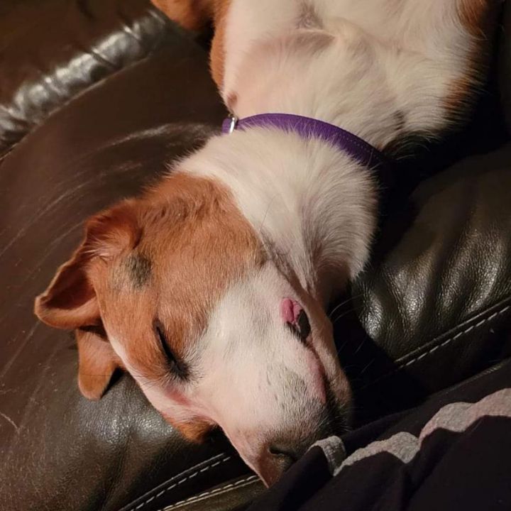Tilly- $70 Bissell Sponsored Adoption Fee! 3