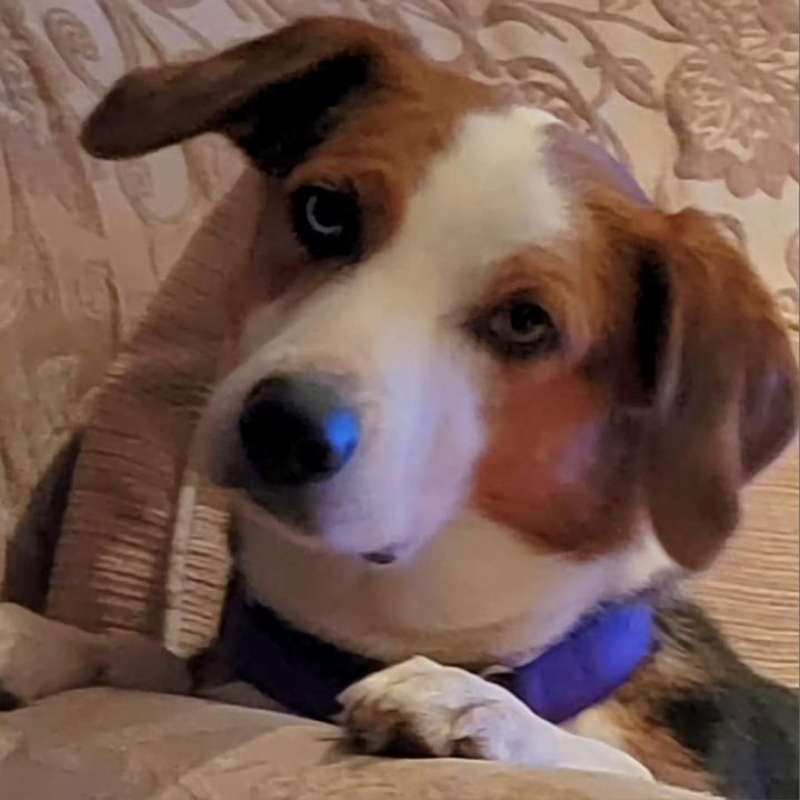 Tilly- $70 Bissell Sponsored Adoption Fee! 4