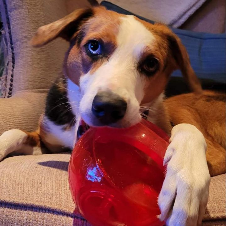 Tilly- $70 Bissell Sponsored Adoption Fee! 5