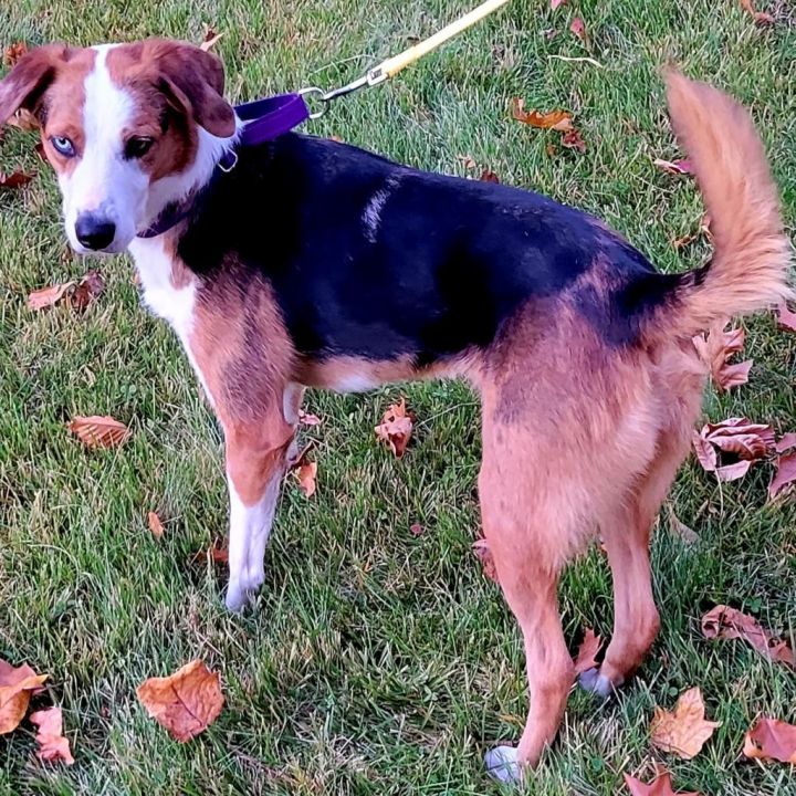 Tilly- $70 Bissell Sponsored Adoption Fee! 6