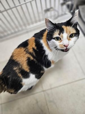 Lupa Domestic Short Hair Cat