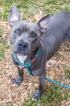 Junior - IN FOSTER, Adult Male Mixed Breed