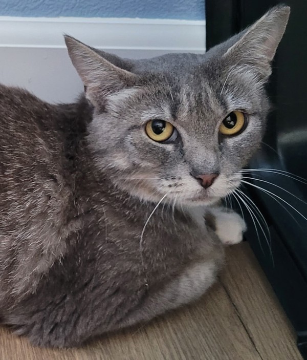 Cumulus, an adoptable Domestic Short Hair in Spokane Valley, WA, 99212 | Photo Image 1