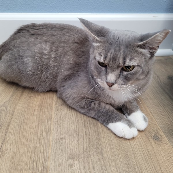 Cumulus, an adoptable Domestic Short Hair in Spokane Valley, WA, 99212 | Photo Image 3