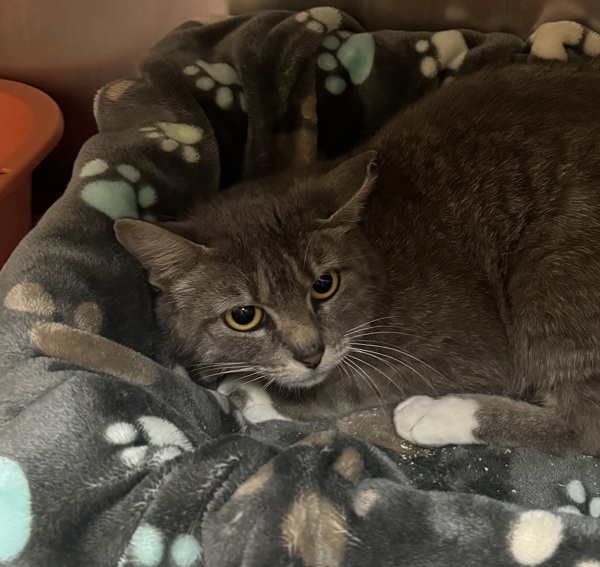 Cumulus, an adoptable Domestic Short Hair in Spokane Valley, WA, 99212 | Photo Image 4