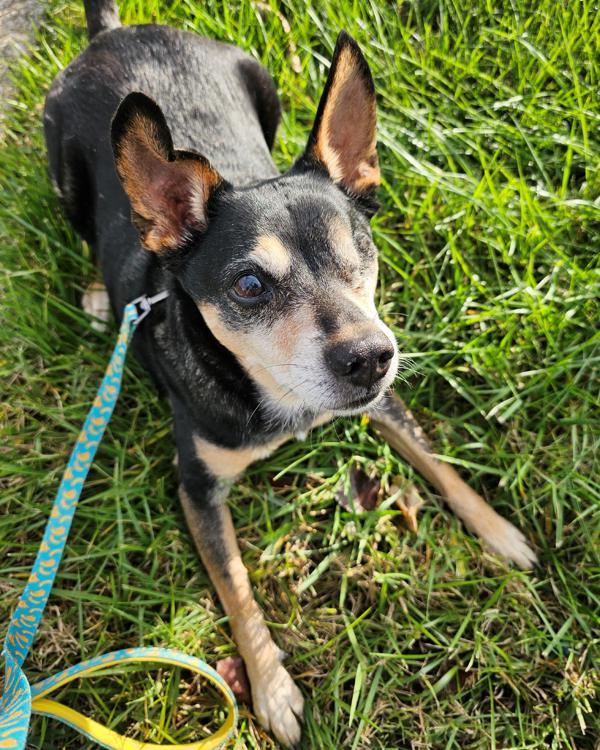 Dog for adoption Appt.Pending Chase, a Terrier Mix in Versailles
