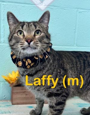 LAFFY, Adult Male Domestic Short Hair
